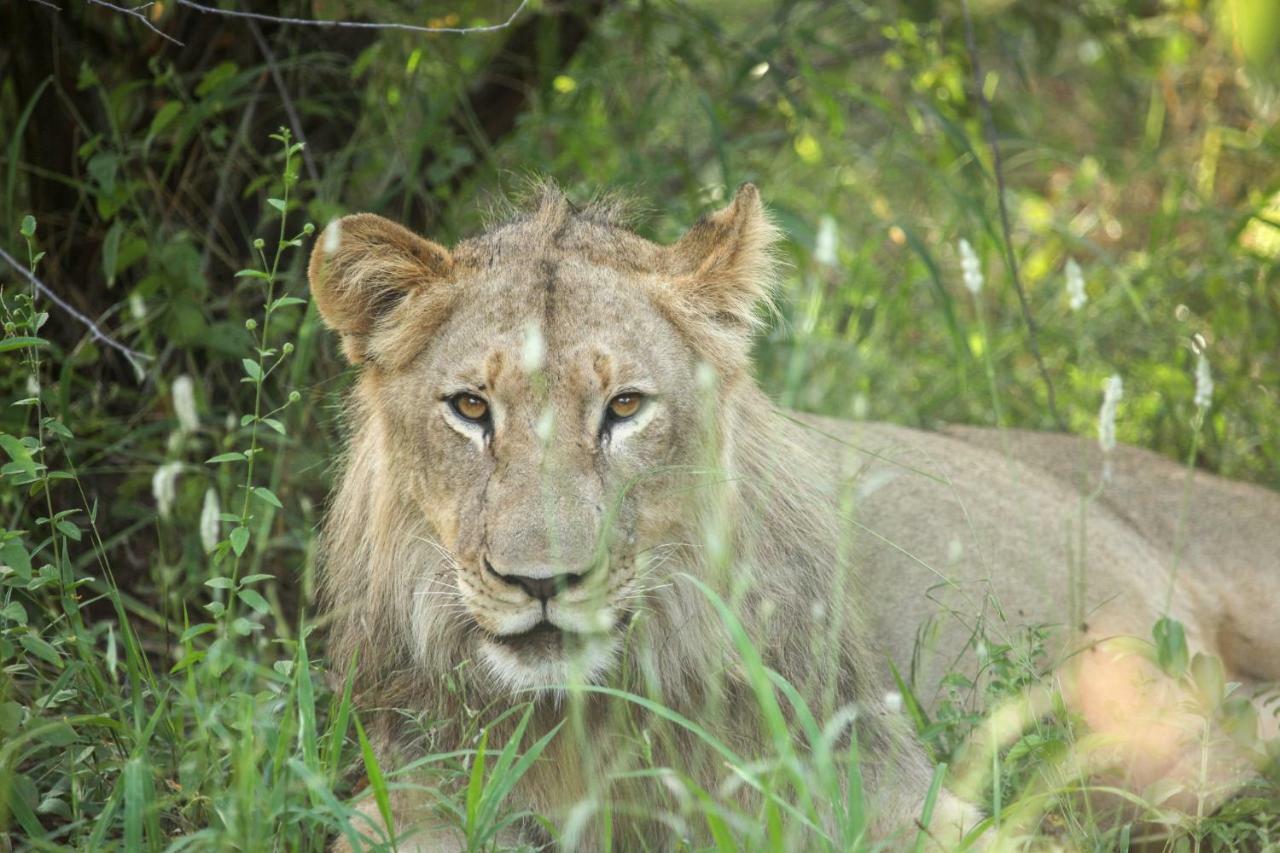 Makalali Game ReserveGaronga Safari别墅 外观 照片