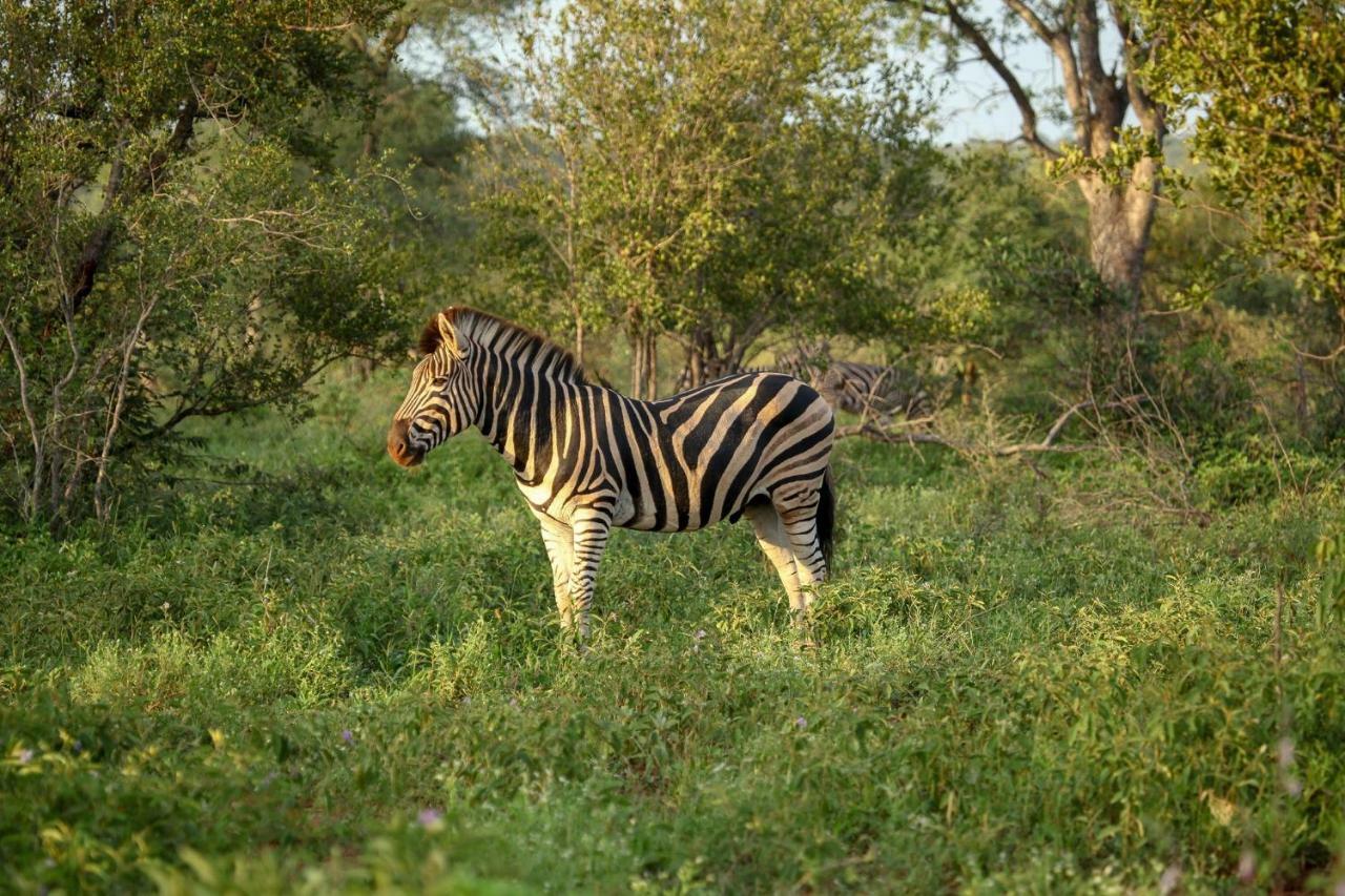 Makalali Game ReserveGaronga Safari别墅 外观 照片