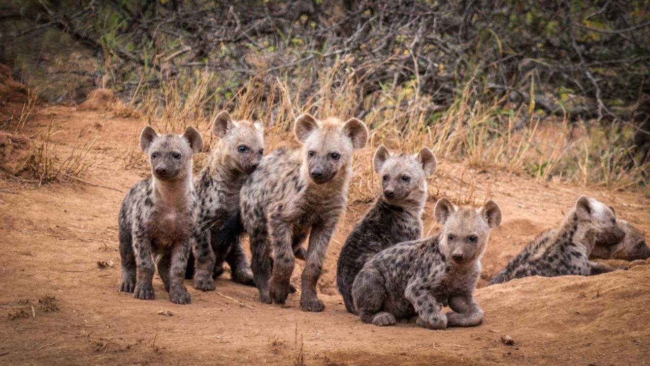 Makalali Game ReserveGaronga Safari别墅 外观 照片